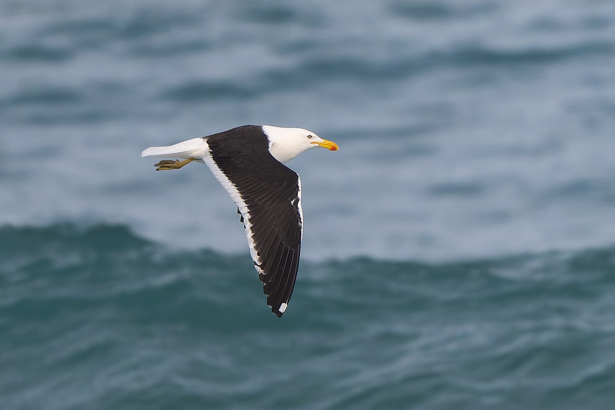 Kelp Gull - ML643539181