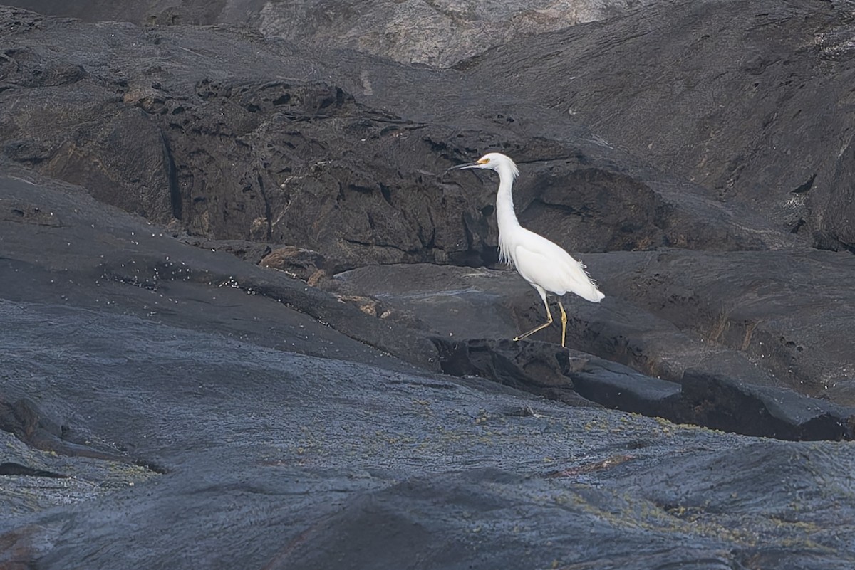 Snowy Egret - ML643539183