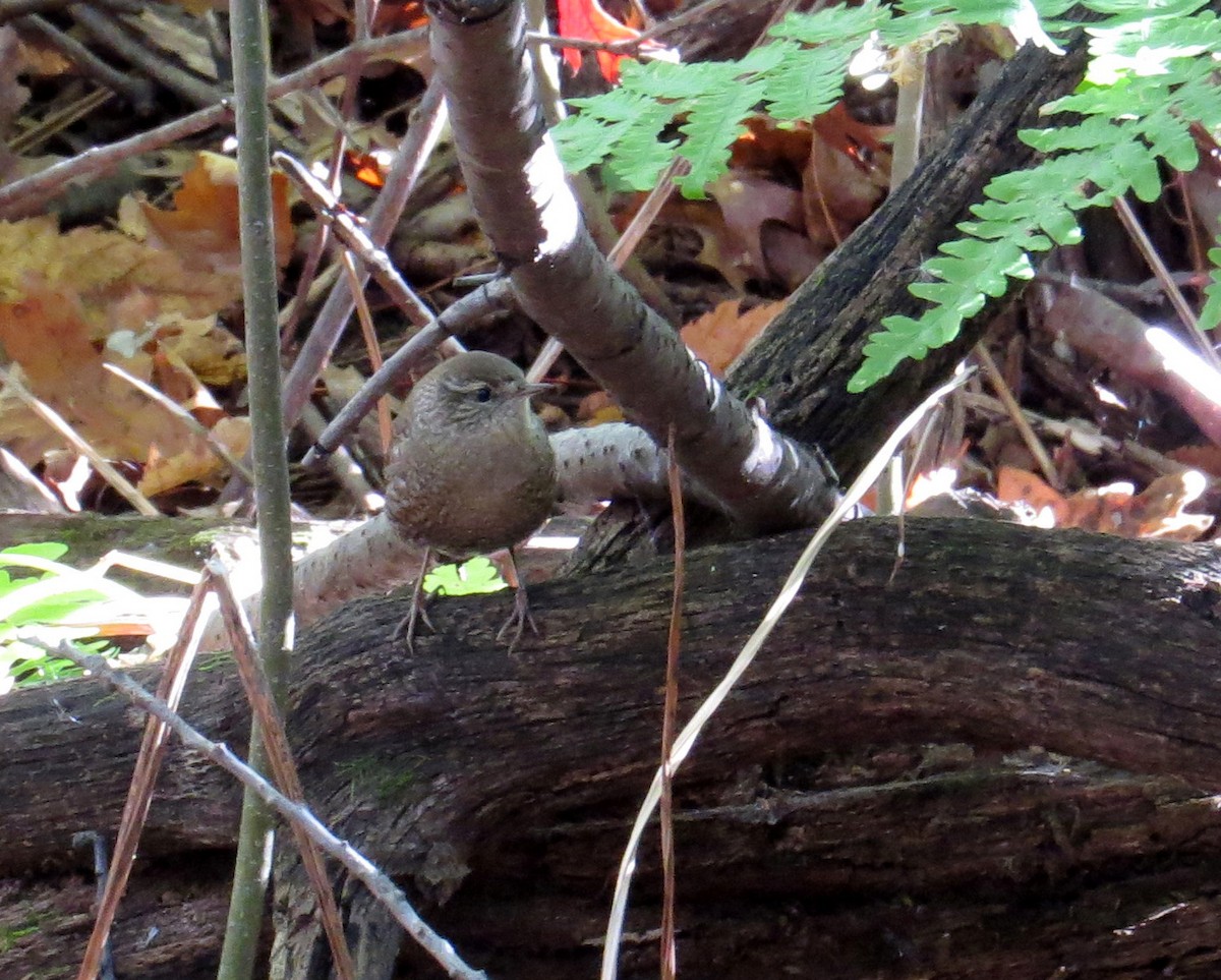 Winter Wren - ML643539221