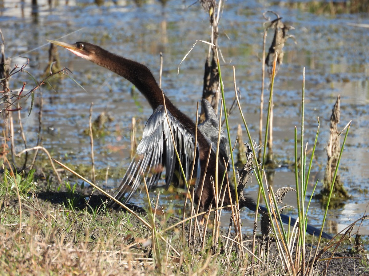 Anhinga - ML643539222