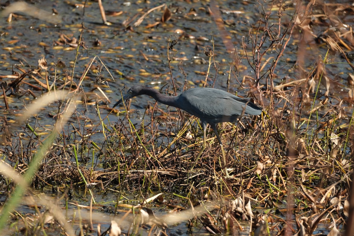 Little Blue Heron - ML643539223