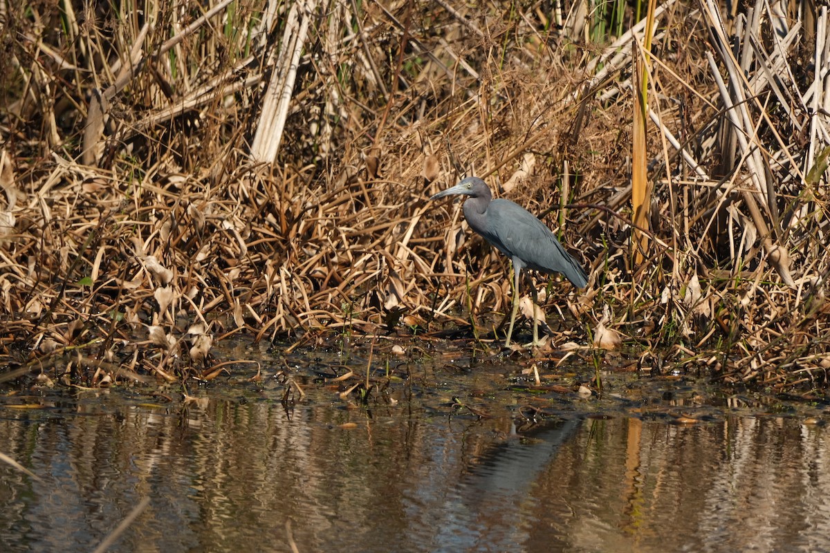 Little Blue Heron - ML643539224