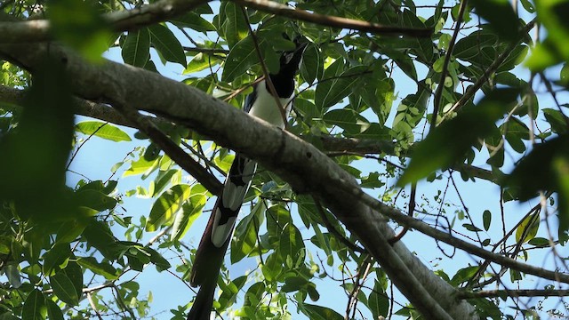 Black-throated Magpie-Jay - ML643539225
