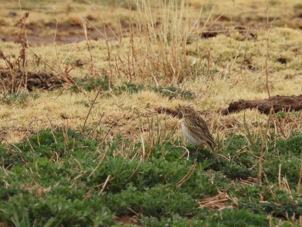 Puna Pipit - ML643539234