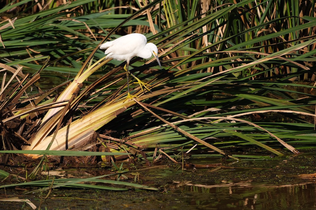 Snowy Egret - ML643539239