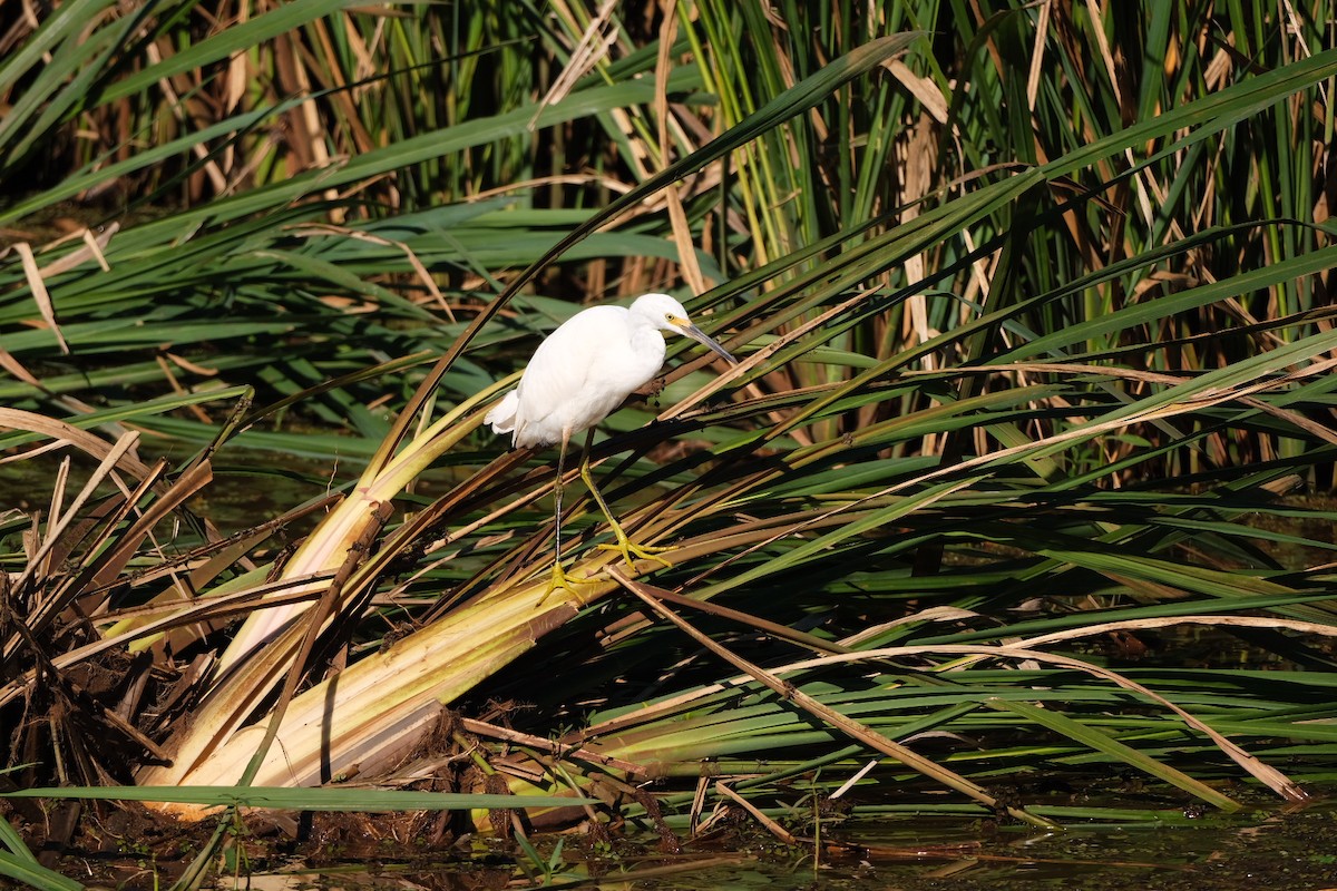 Snowy Egret - ML643539240