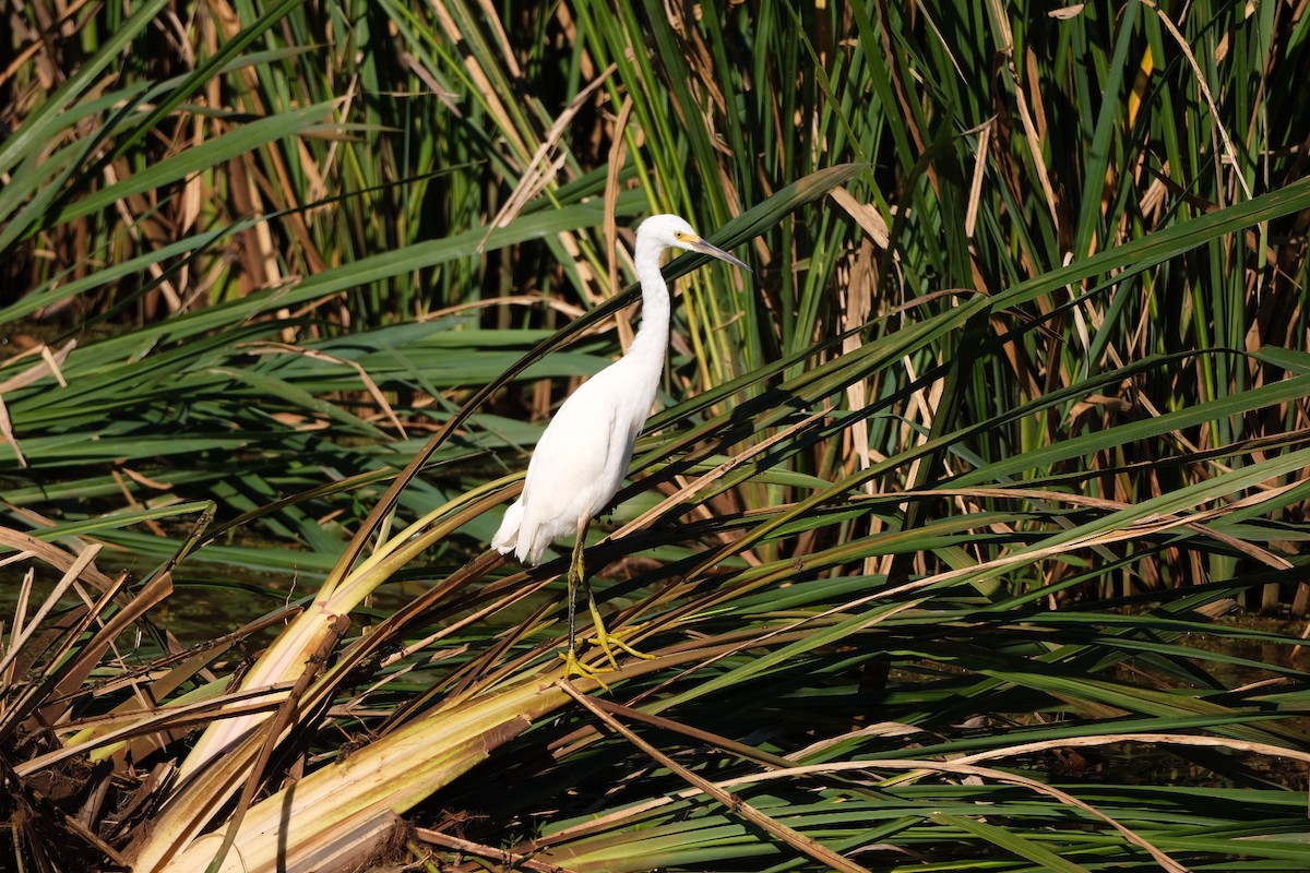 Snowy Egret - ML643539241