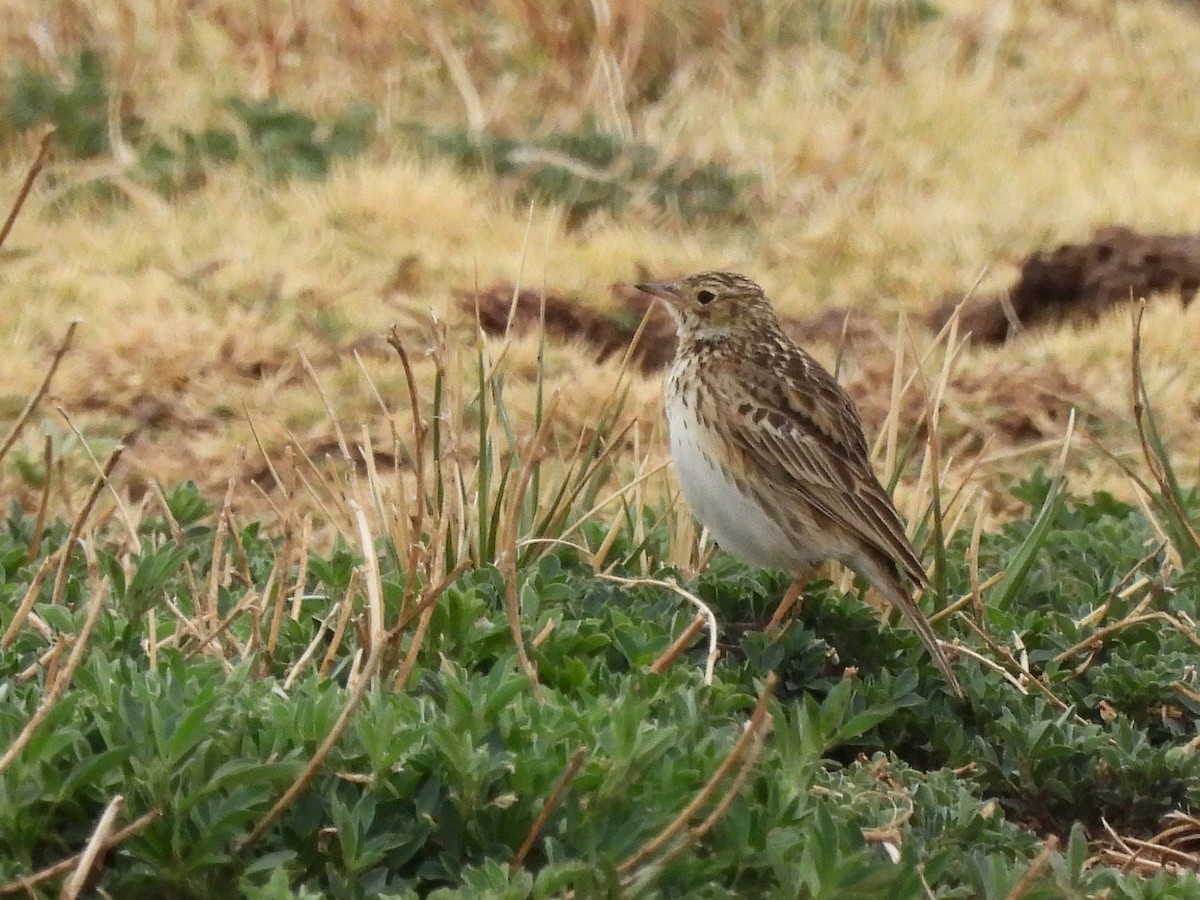 Puna Pipit - ML643539249