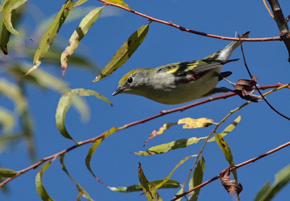 Chestnut-sided Warbler - ML643539250