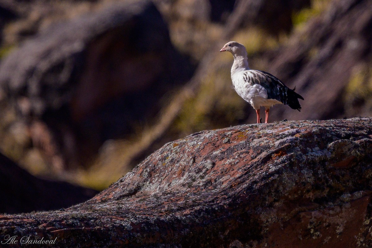 Ouette des Andes - ML643539252