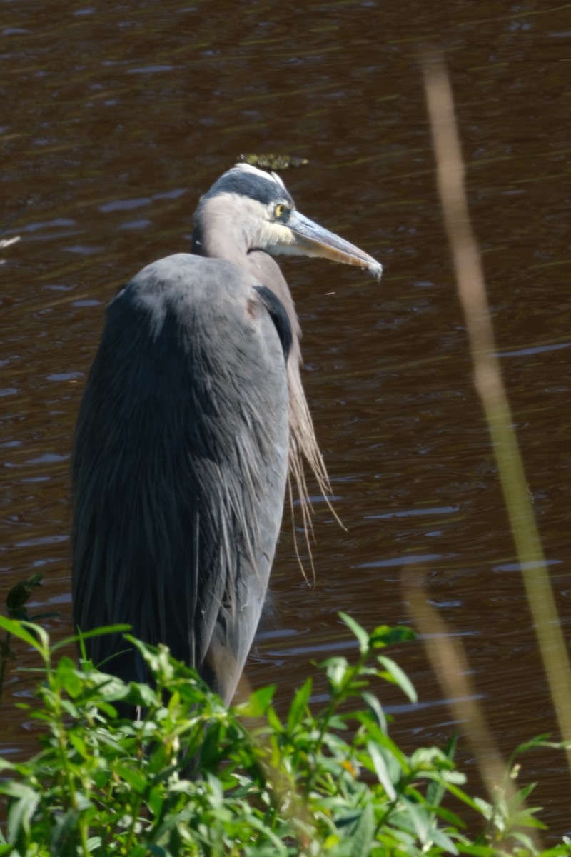 Great Blue Heron - ML643539261