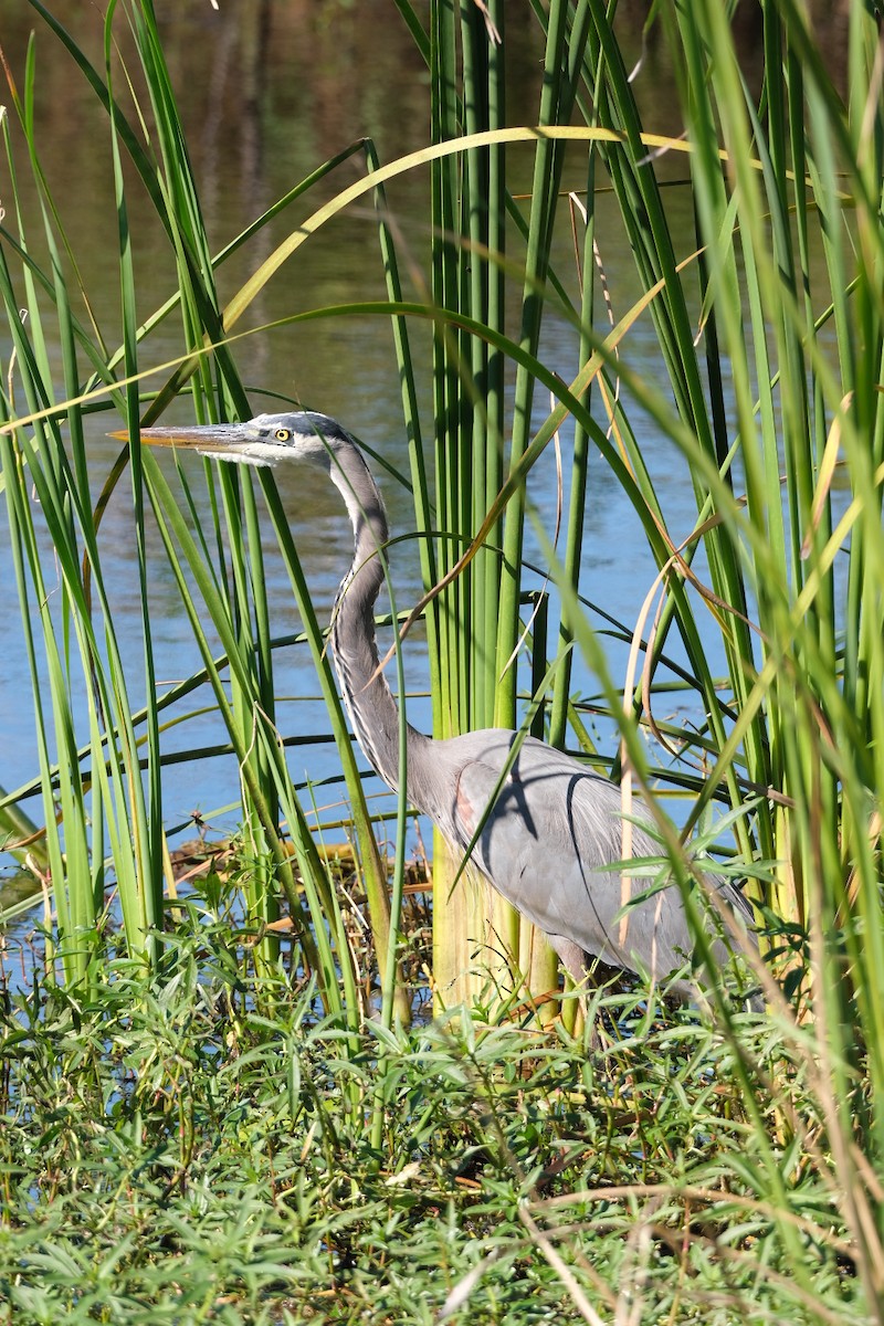 Great Blue Heron - ML643539262