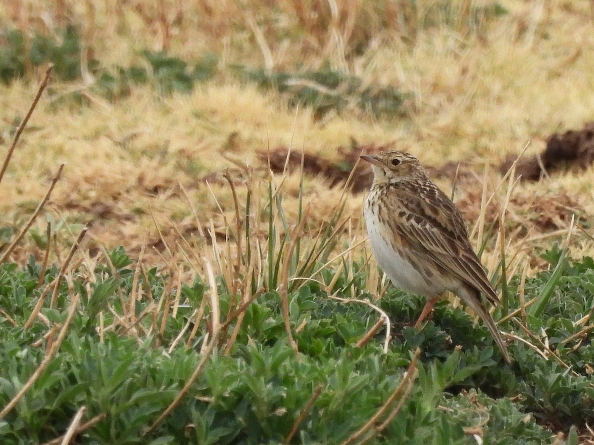 Puna Pipit - ML643539287