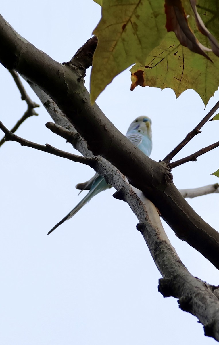 Budgerigar (Domestic type) - ML643539291