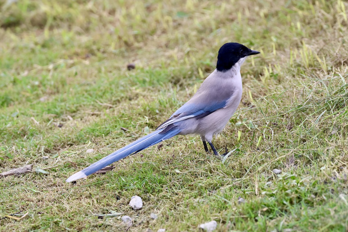 Azure-winged Magpie - ML643539292