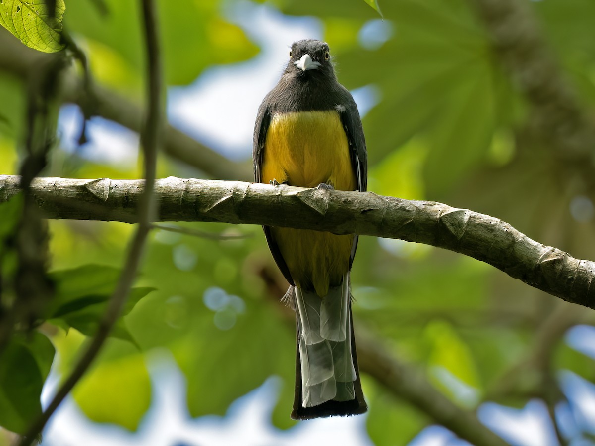 Graukopftrogon - ML643539295