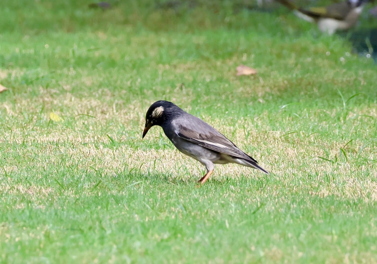 Étourneau gris - ML643539311
