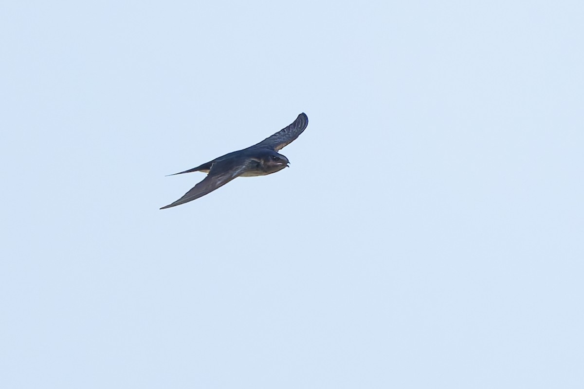 Gray-breasted Martin - ML643539323