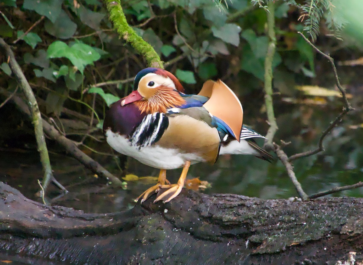 Mandarin Duck - ML643539324