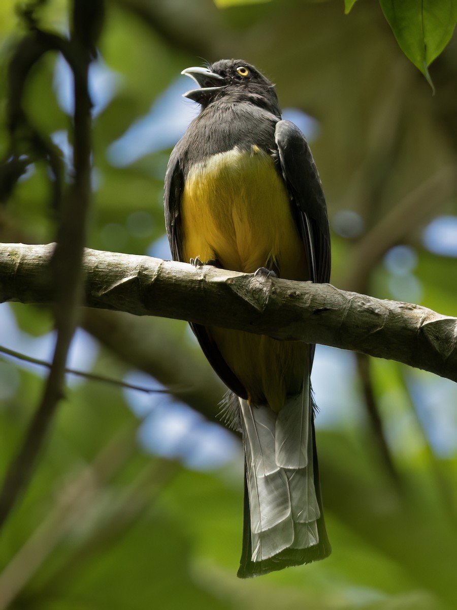 Graukopftrogon - ML643539325