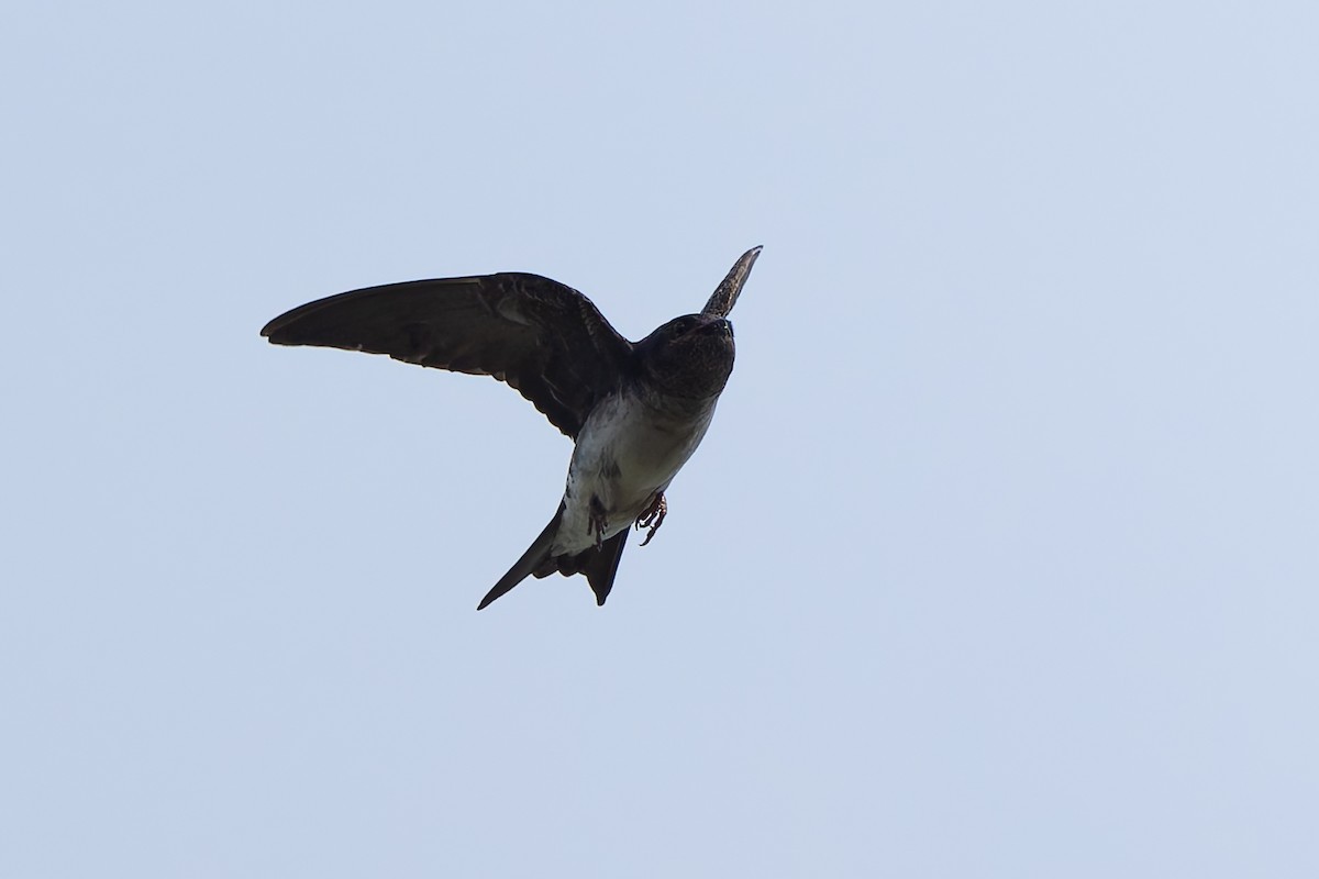 Gray-breasted Martin - ML643539326