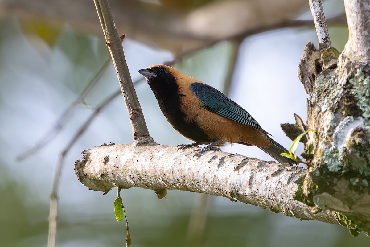 Burnished-buff Tanager - ML643539331