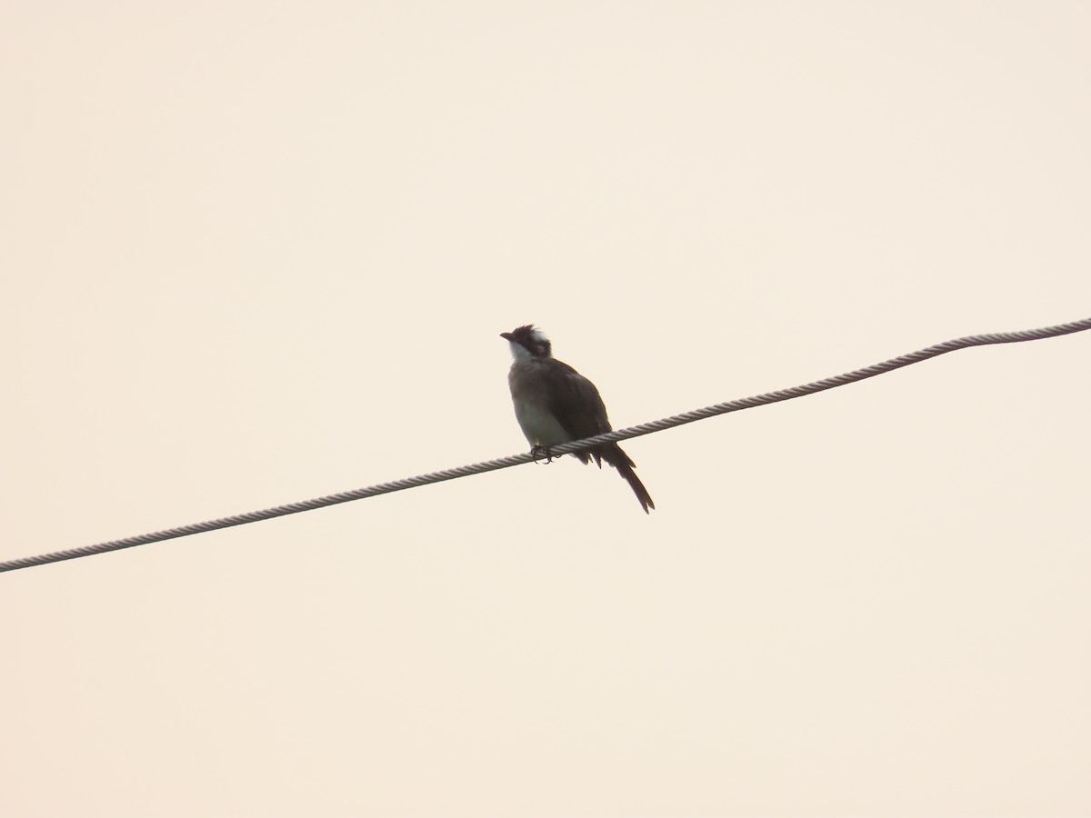 Light-vented Bulbul - ML643539338