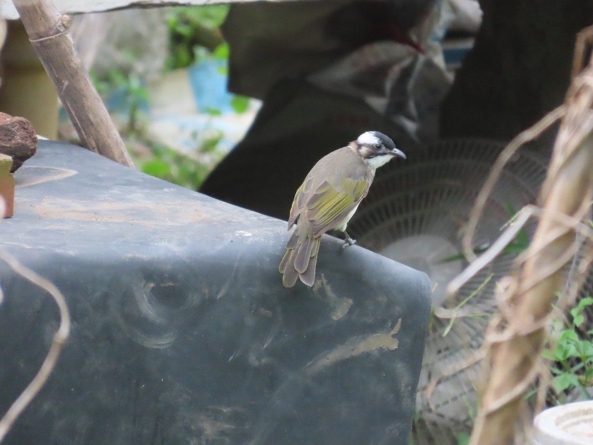 Light-vented Bulbul - ML643539339