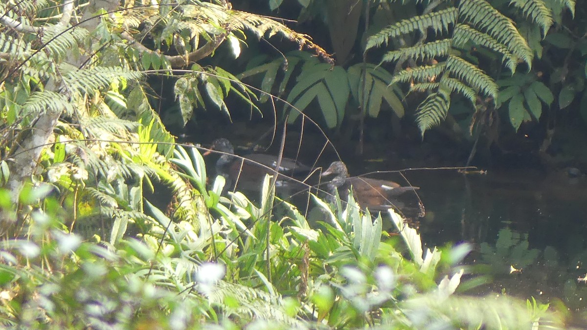 White-winged Duck - ML643539341