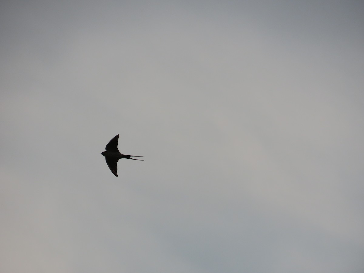Eastern Red-rumped Swallow (Striated) - ML643539345