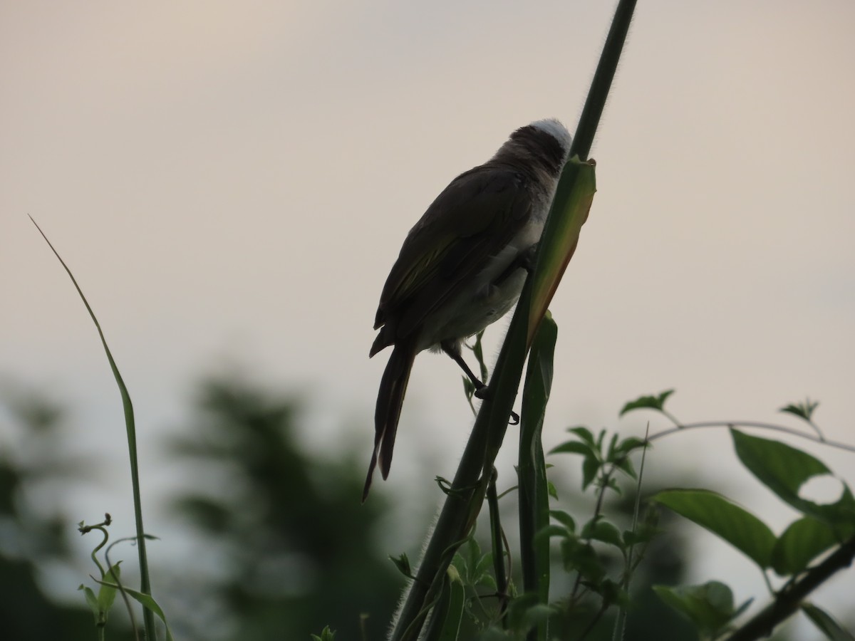Light-vented Bulbul - ML643539347