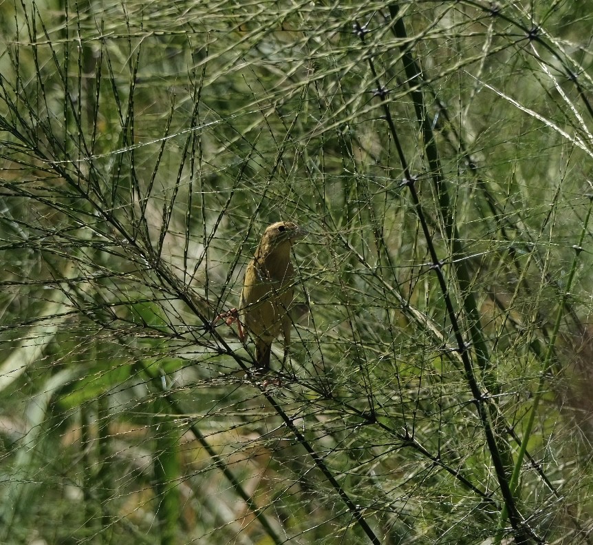 Bobolink - ML643539355
