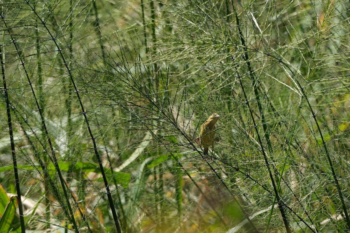 Bobolink - ML643539356