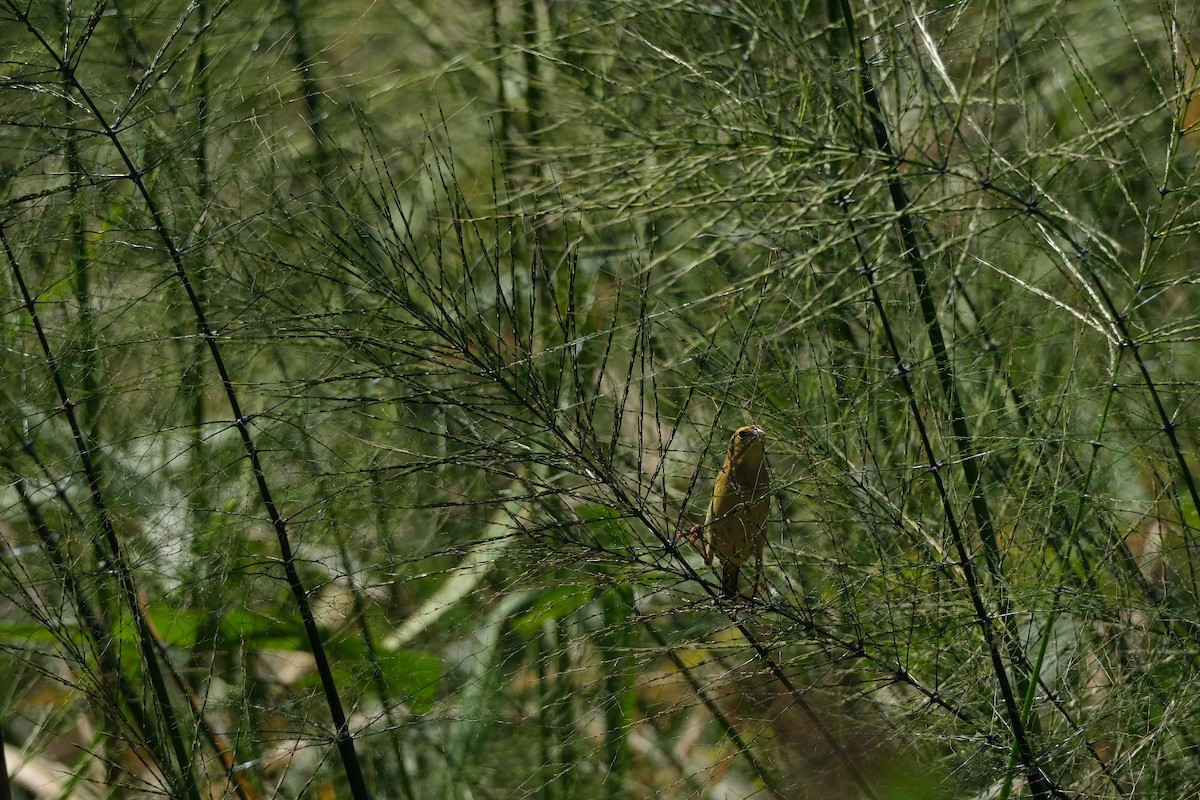 Bobolink - ML643539357