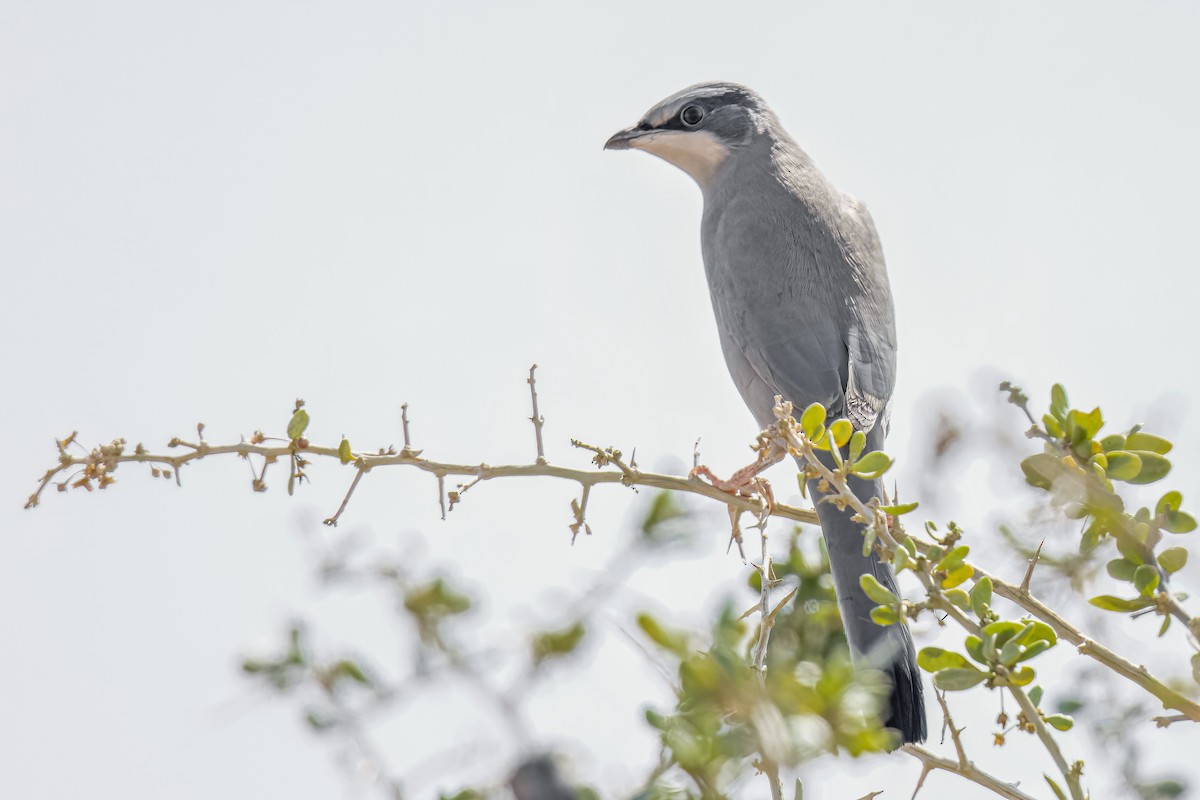 Hypocolius - ML643539366