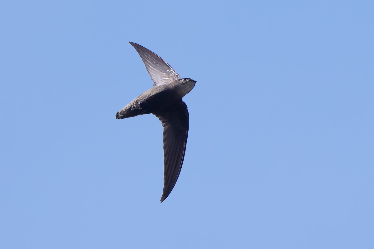Sick's Swift - ML643539397
