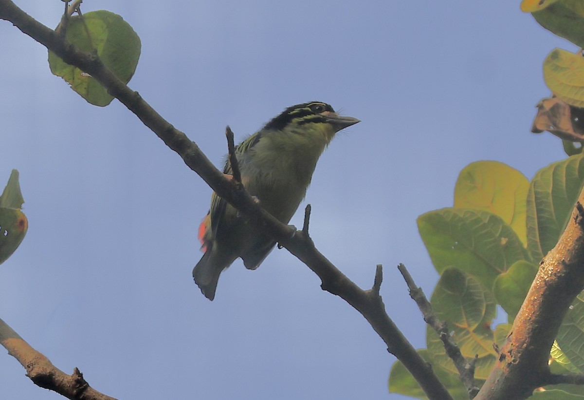 Red-rumped Tinkerbird - ML643539398