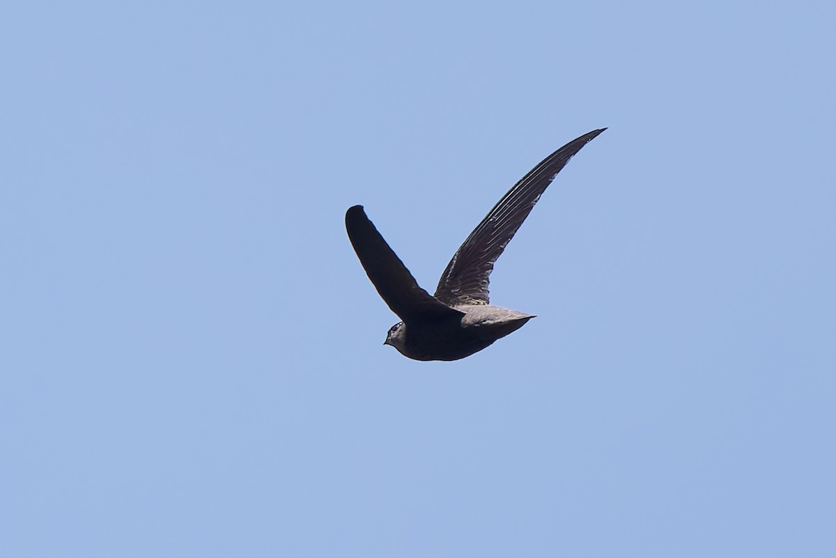 Sick's Swift - ML643539399
