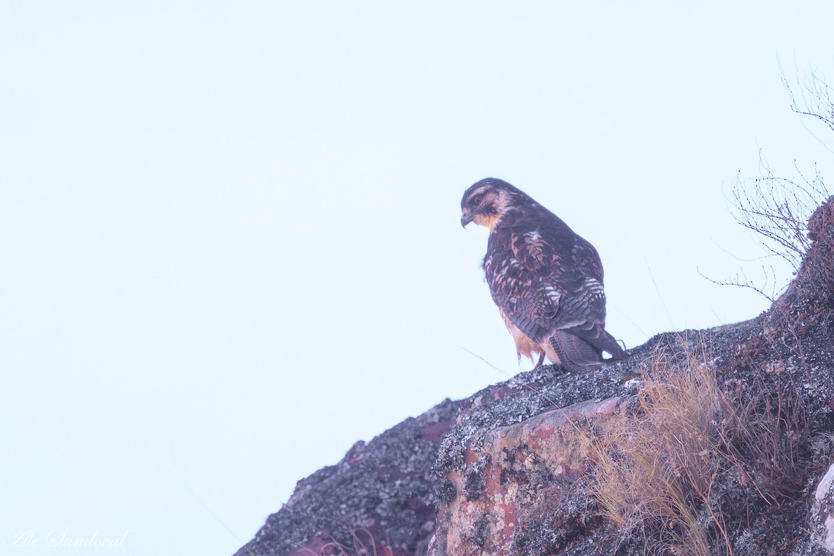 Buse tricolore - ML643539400