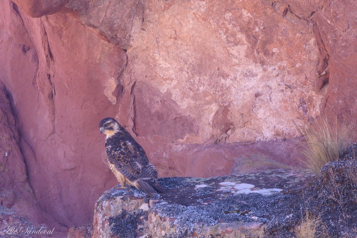 Buse tricolore - ML643539401