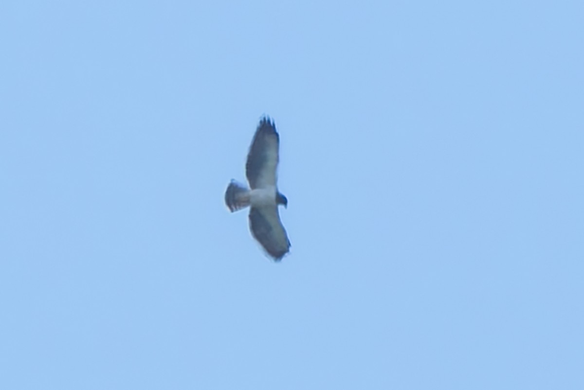 Short-tailed Hawk - ML643539411