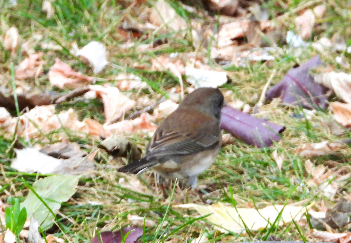 Dark-eyed Junco - ML643539415