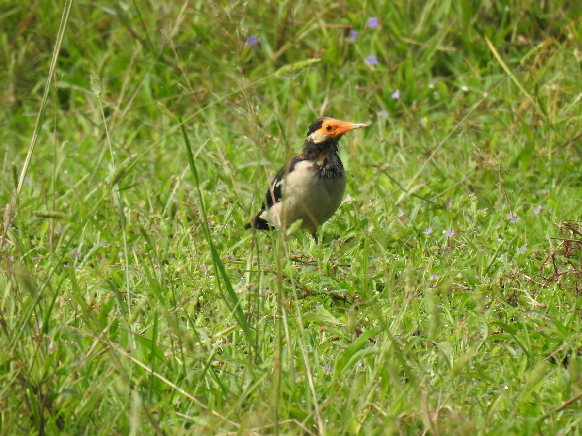 Indian Pied Starling - ML643539418