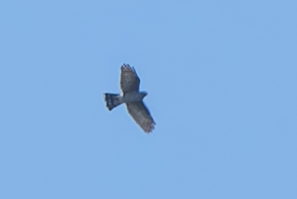 Rufous-thighed Kite - ML643539419
