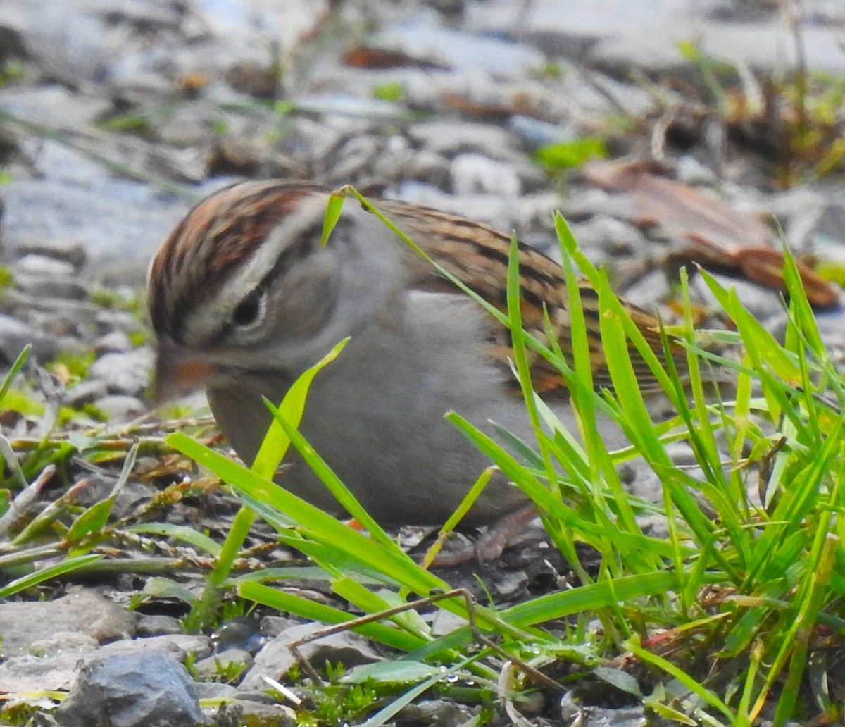 Chipping Sparrow - ML643539422
