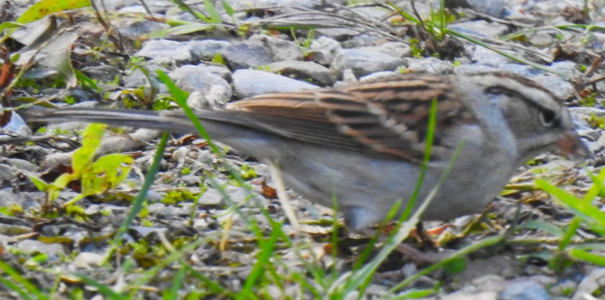 Chipping Sparrow - ML643539423