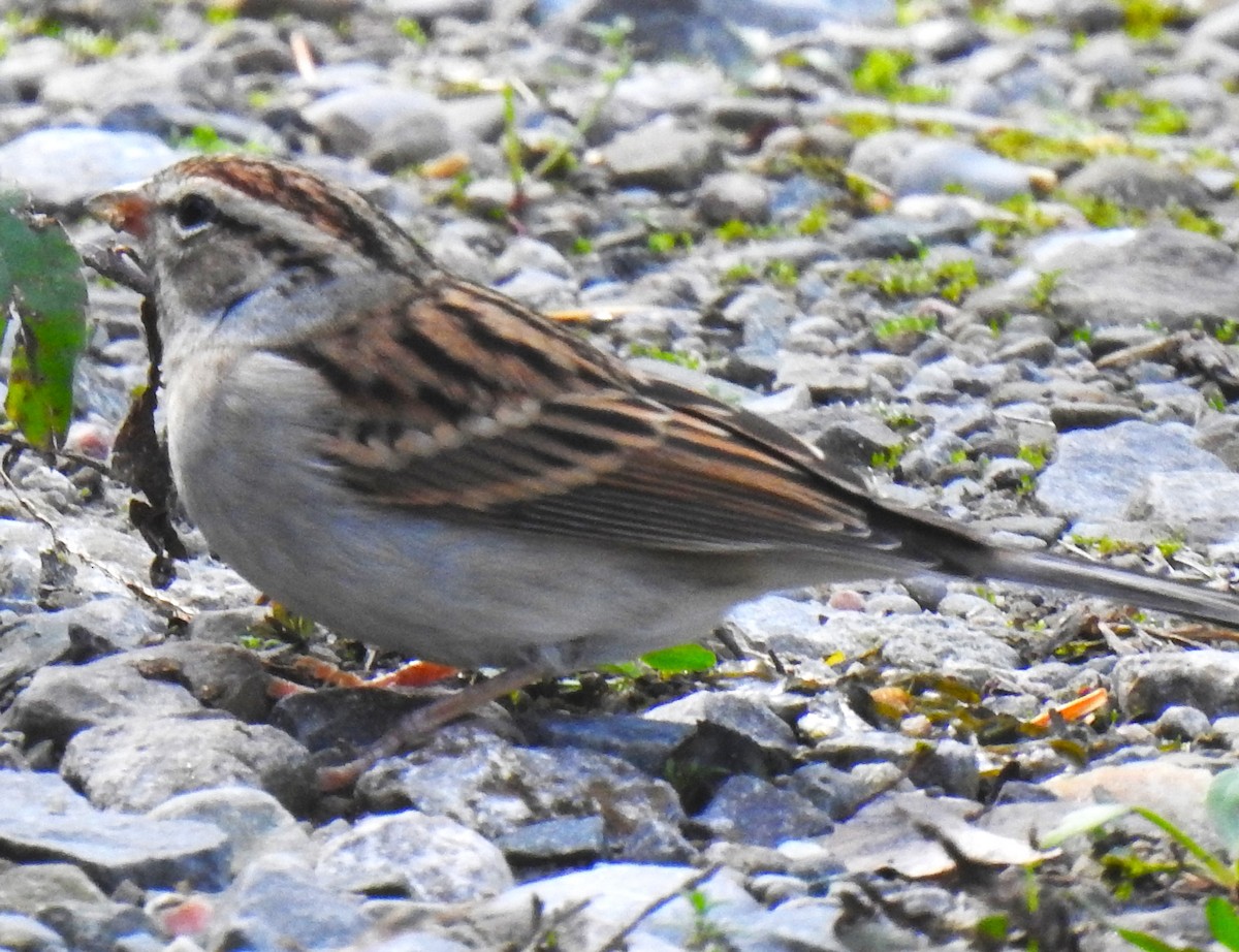 Chipping Sparrow - ML643539424
