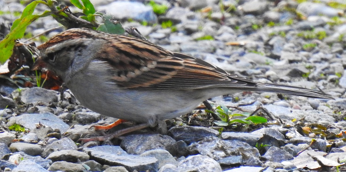 Chipping Sparrow - ML643539426