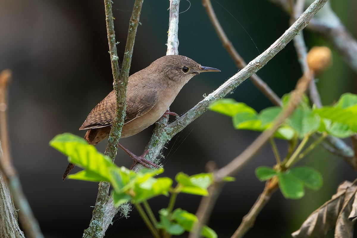 Southern House Wren - ML643539427
