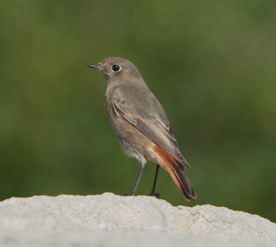 Black Redstart - ML643539433